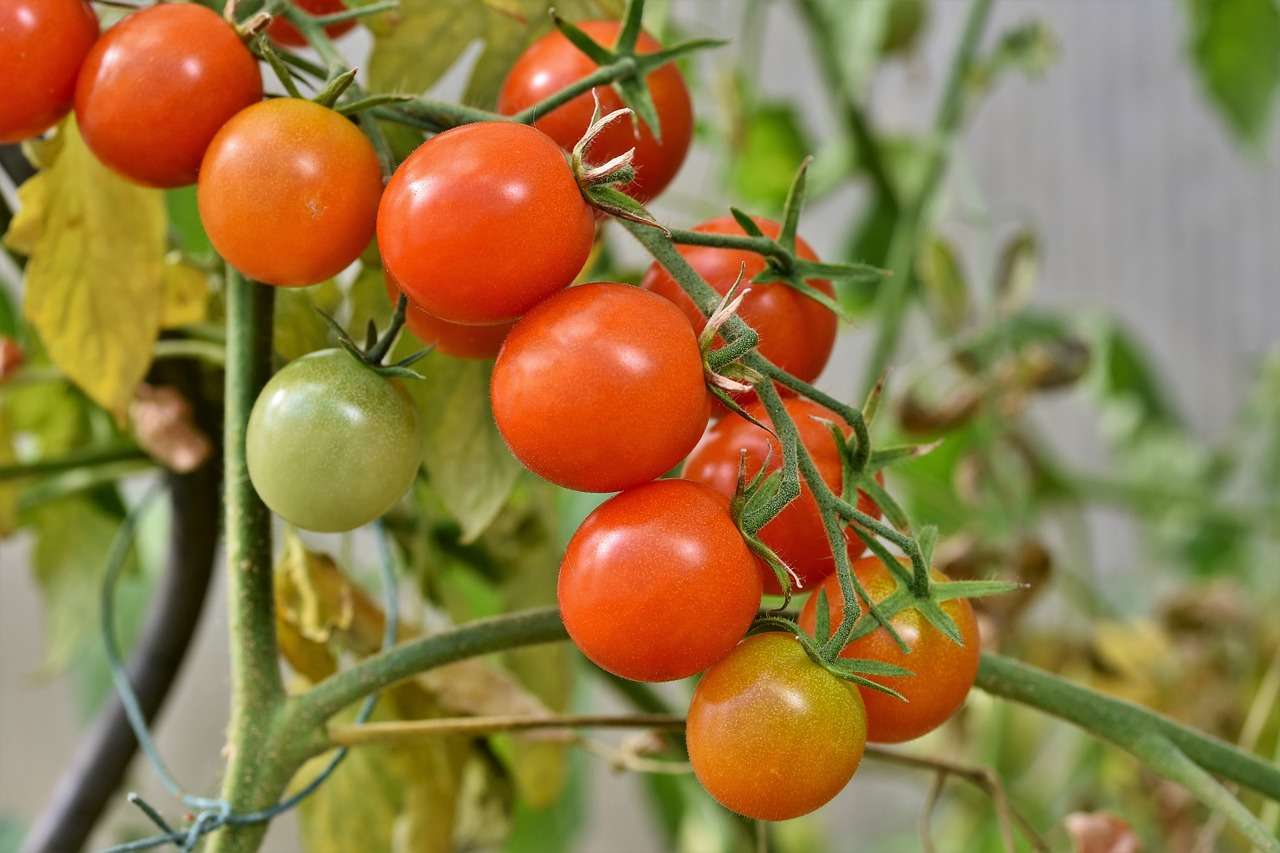 tomatoes-4434850_1280